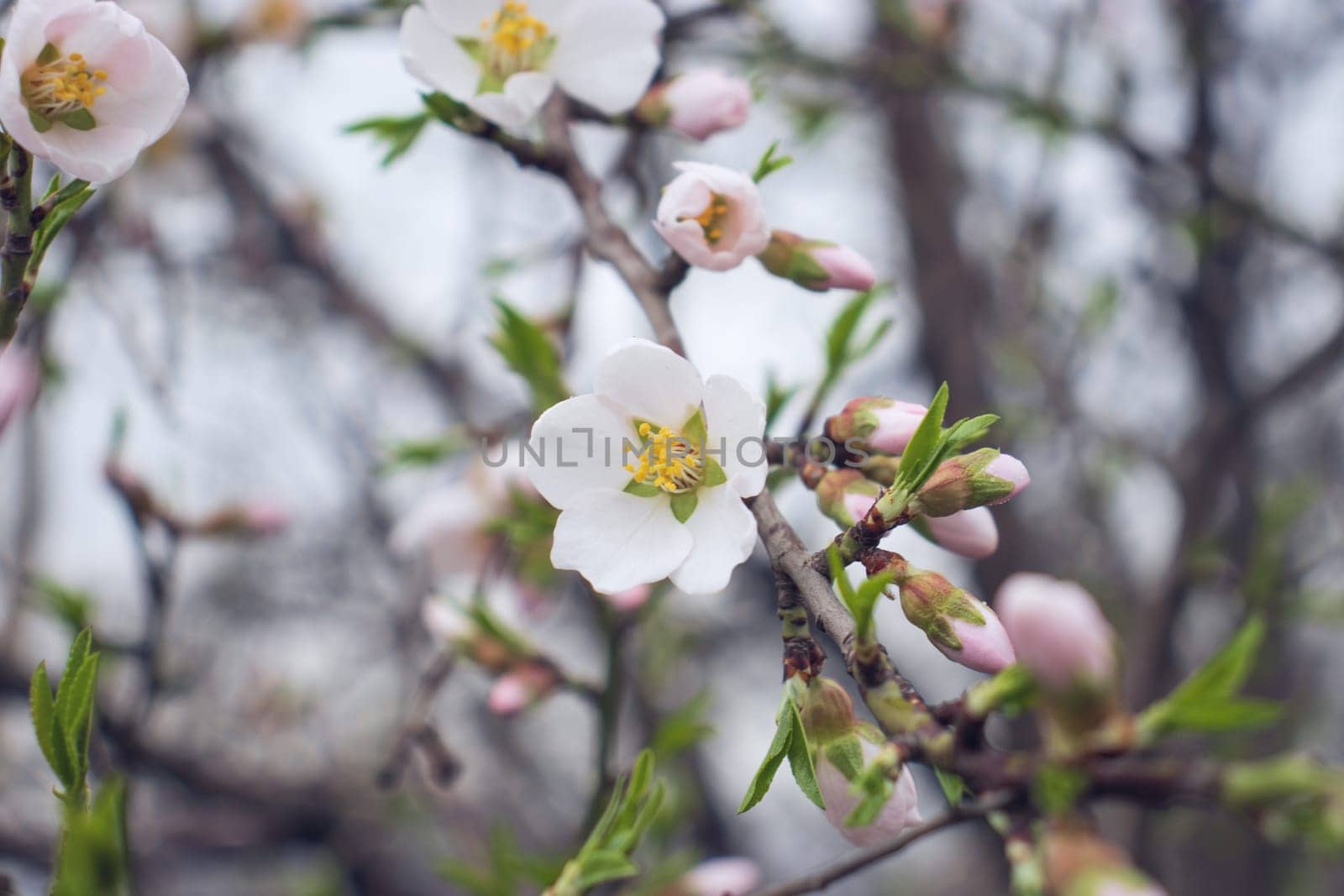 Close up blooming flowers of apricot tree concept photo. Blossom spring. Photography with blurred background. High quality picture by _Nataly_Nati_