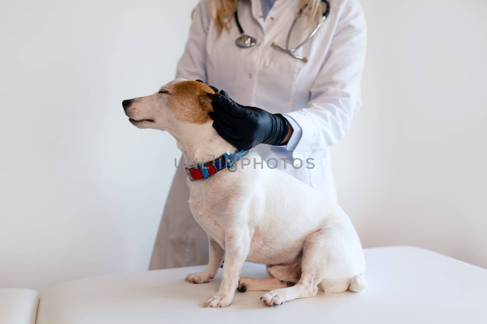 Veterinary care. Female Vet doctor and dog Jack Russell Terrier.