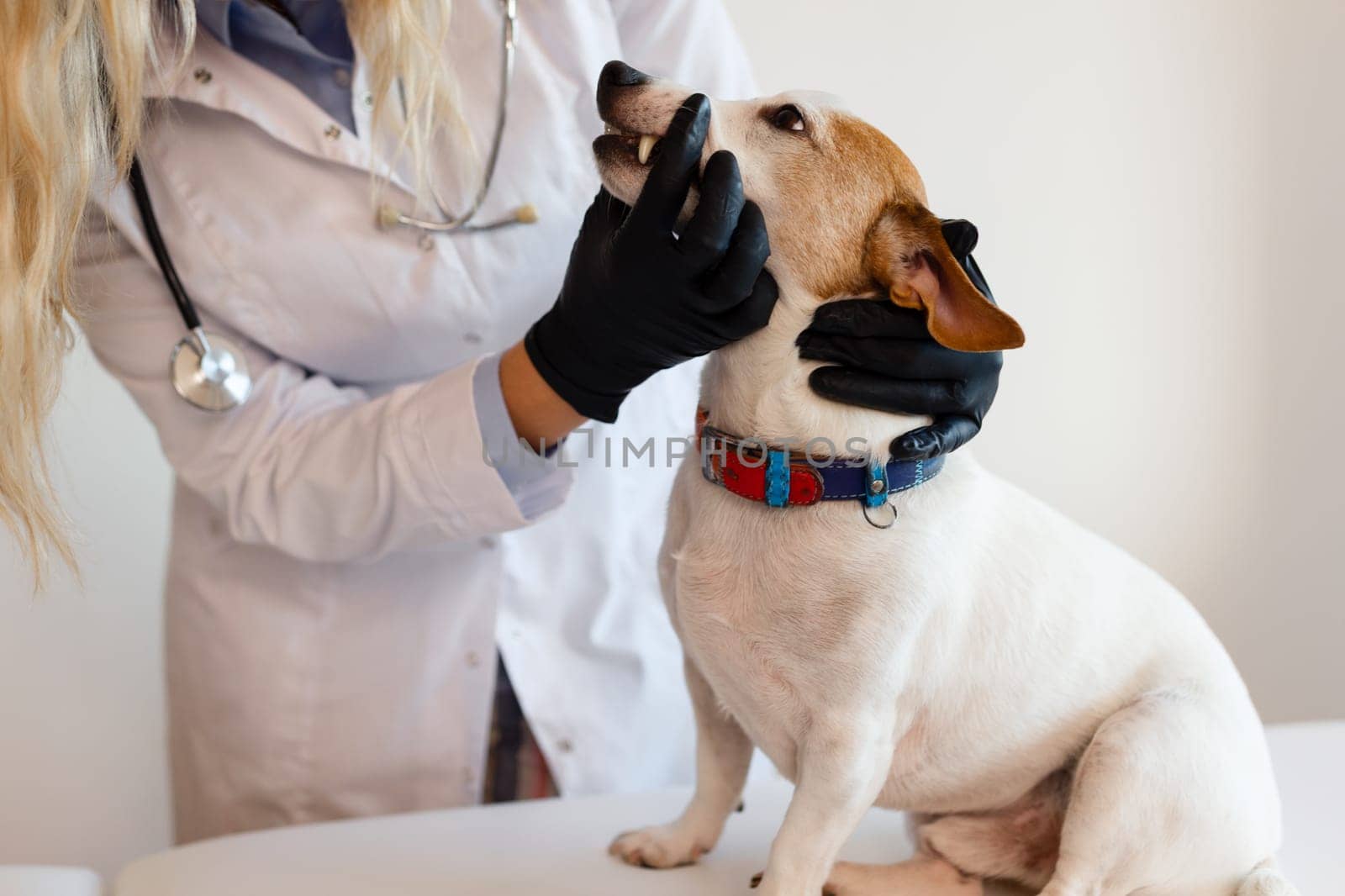 Veterinary care. Female Vet doctor and dog Jack Russell Terrier.
