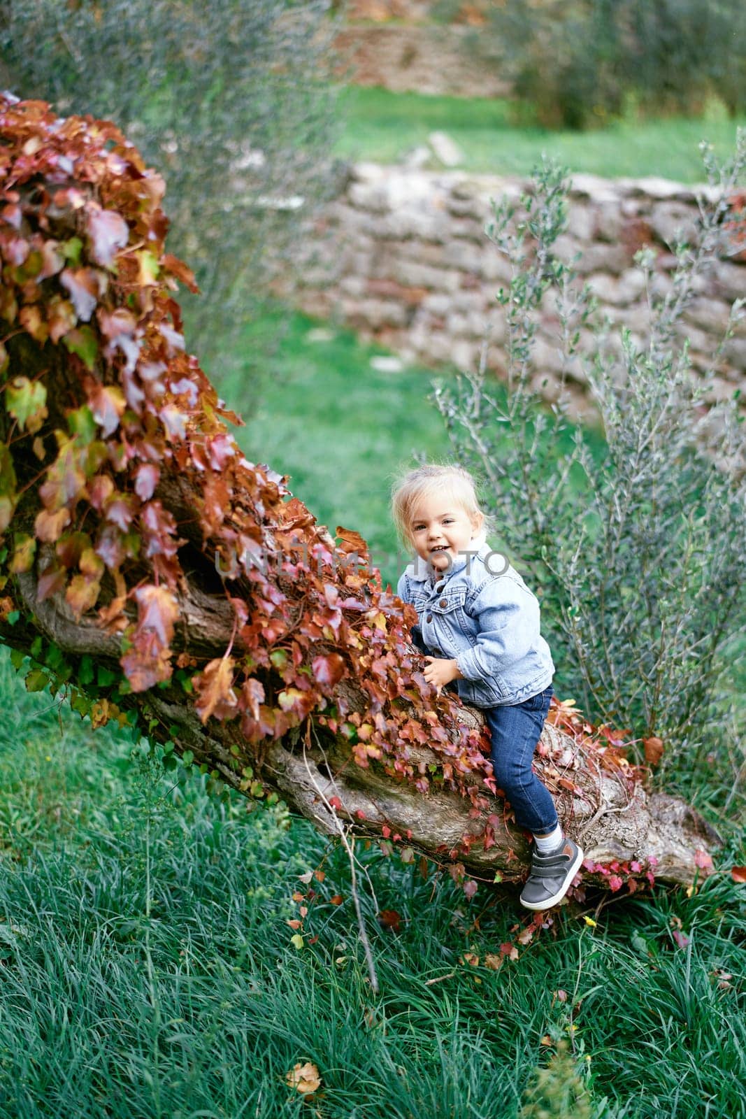Little girl sits on an inclined tree trunk covered with ivy. High quality photo