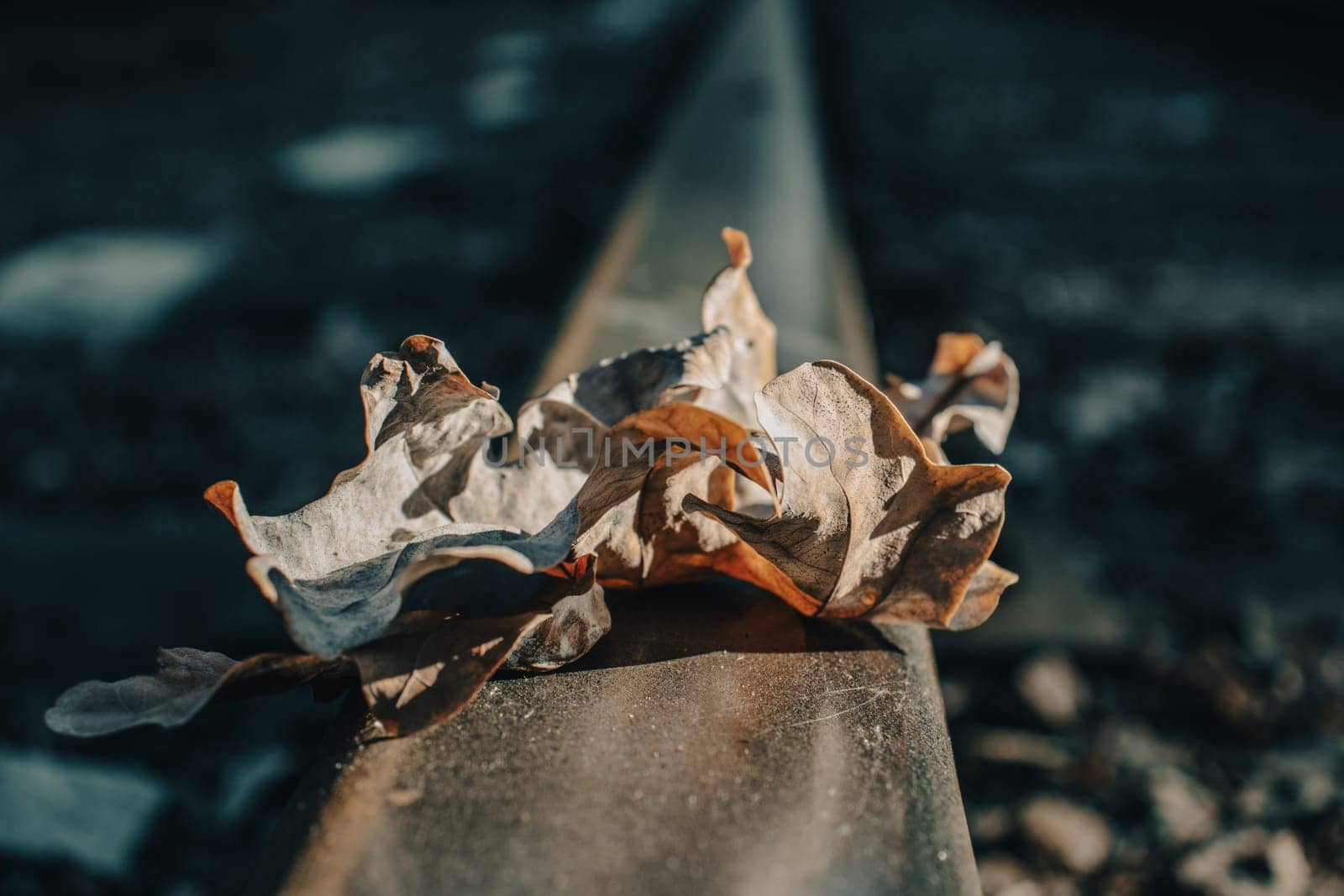 Close up bright oak dry leaf on rails concept photo. Fall season, top view. Majestic scenery of railway road in forest. Beautiful nature scenery photography. High quality picture for wallpaper, travel blog.