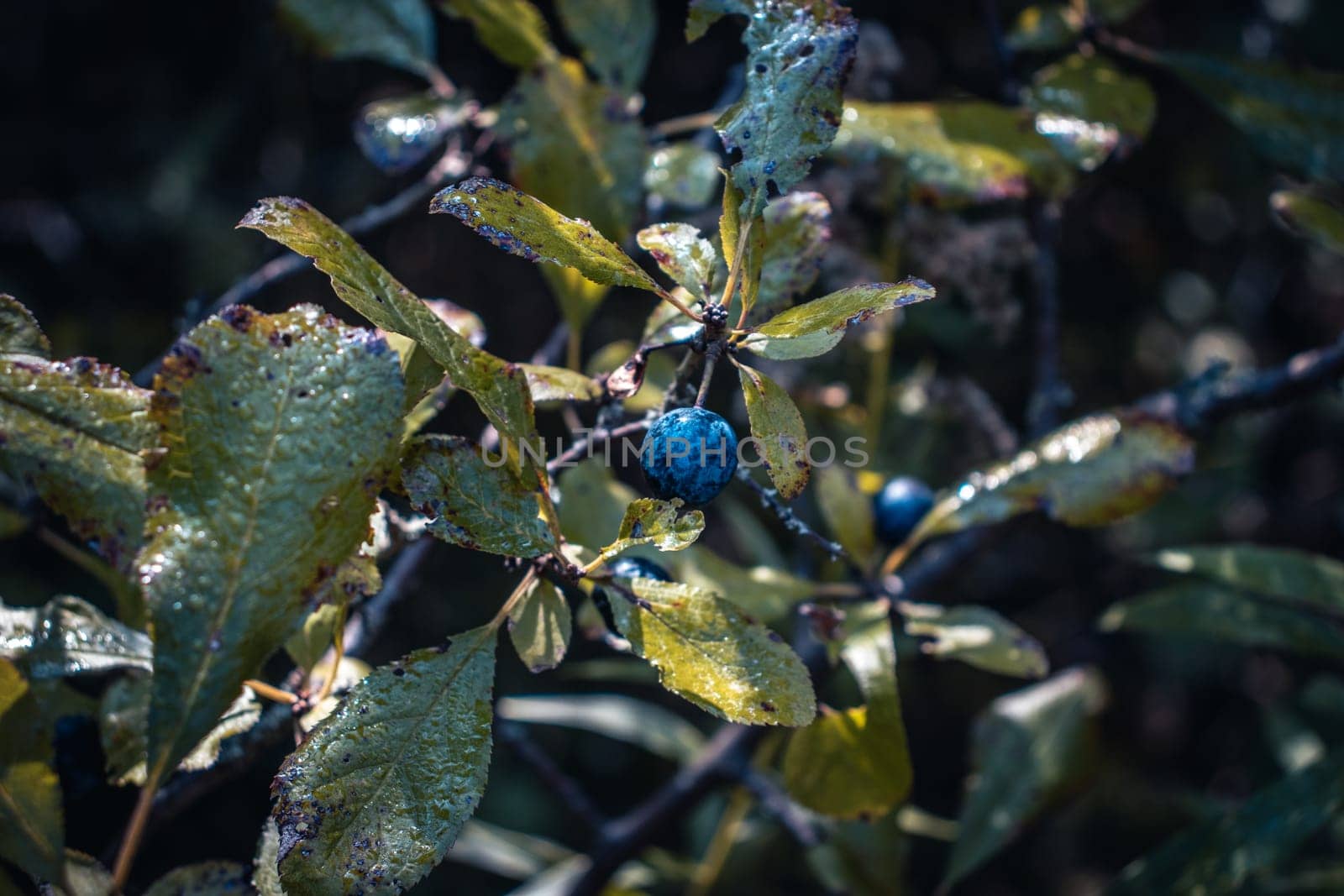 Blue blackthorn dew branch with berries concept photo. Prunus spinosa tree, sloe with blue round fruits in garden. Sunny autumn morning. High quality picture for wallpaper