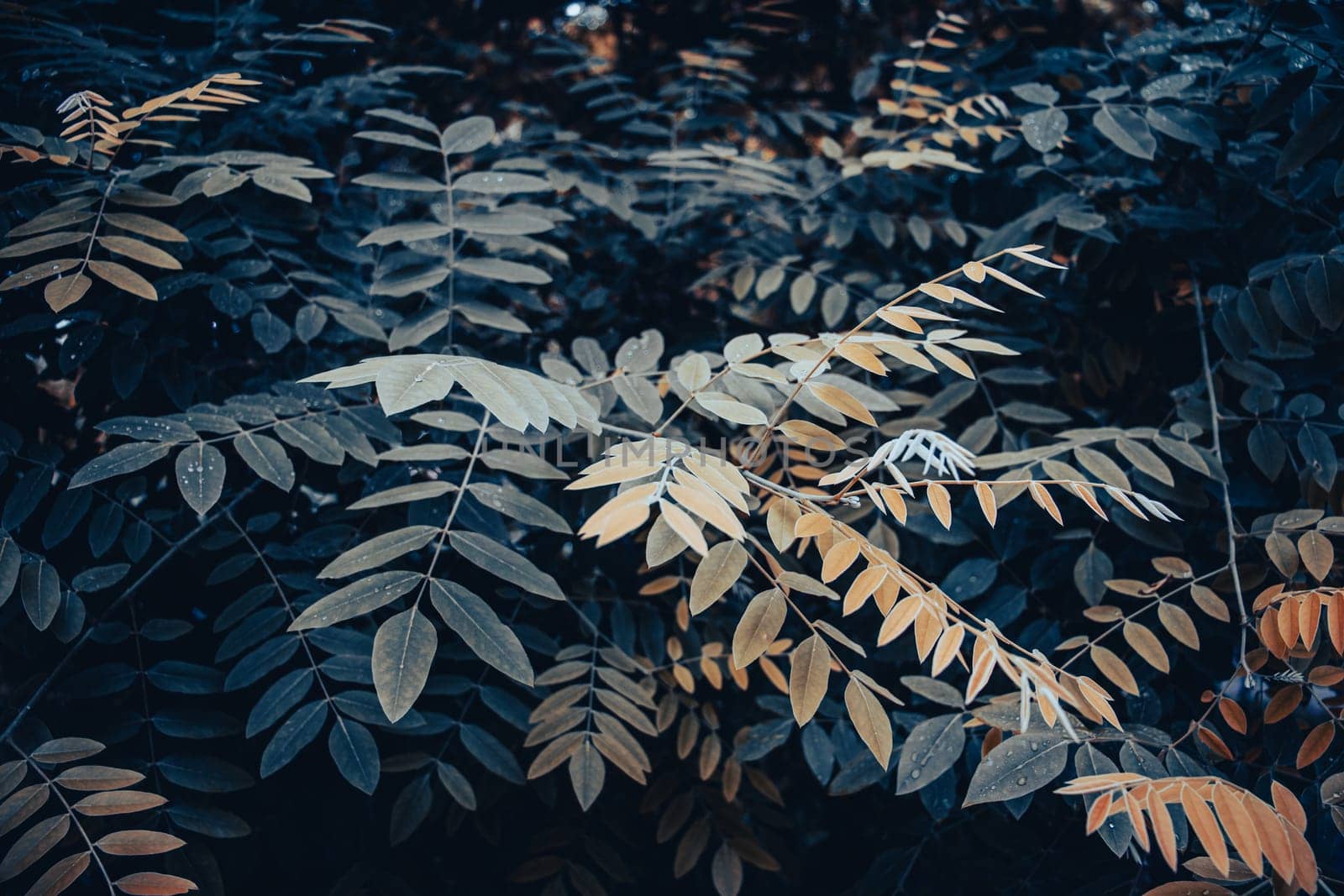 Beatiful green tree branches under spring rain concept photo. Young spring bush, stems in springtime. High quality picture for wallpaper