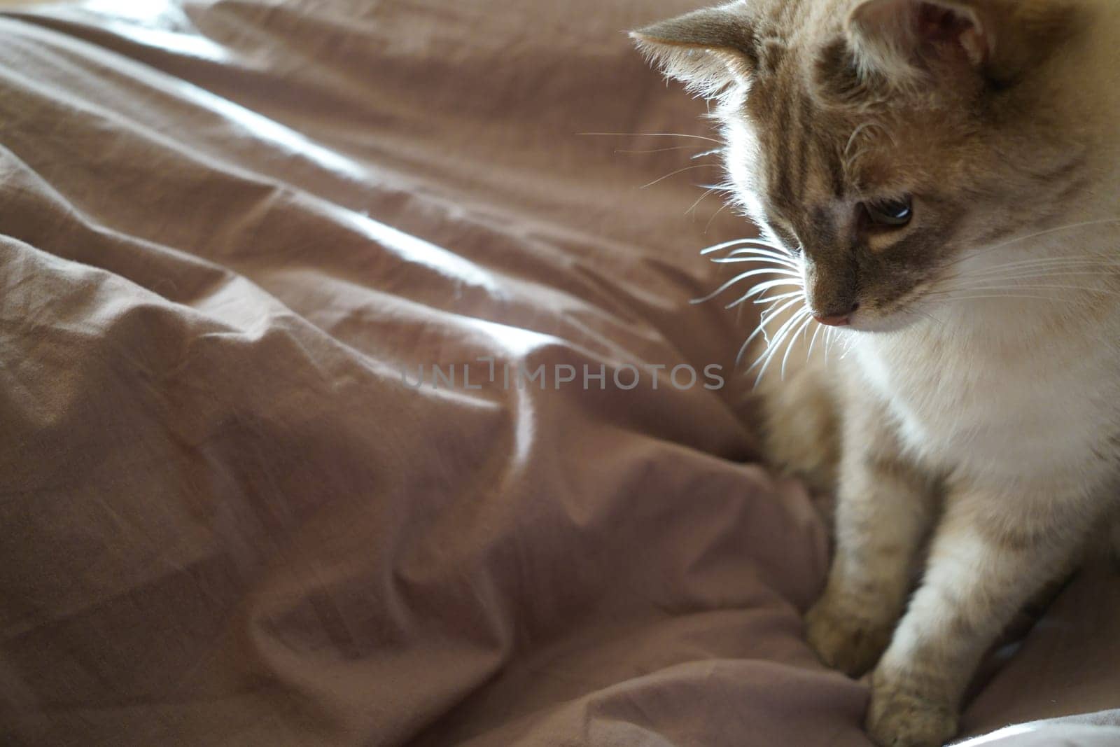 Front view of a cute beautiful Siamese breed cat on a classic brown blanket by tewolf