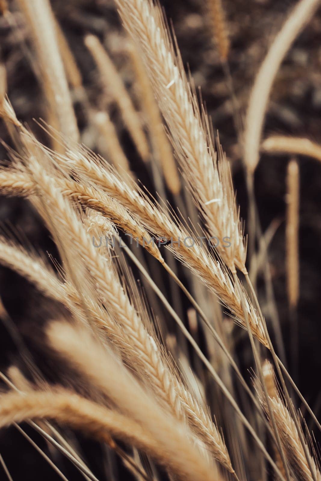 Wheat field - ears of golden wheat close-up photo. Beautiful nature, rural landscapes in daytime. Countryside at spring season. Spring apple garden background