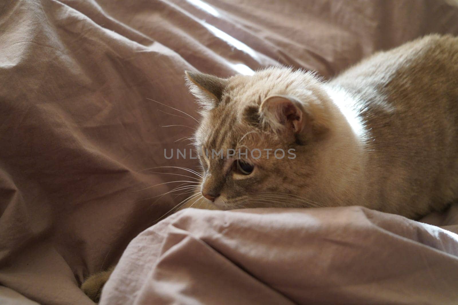 Front view of a cute beautiful Siamese breed cat on a classic brown blanket. High quality photo