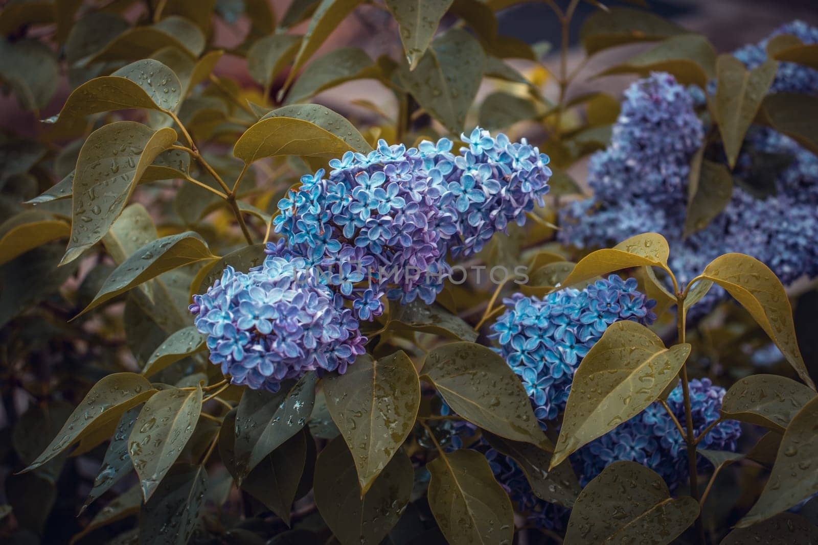 Close up purple blooming lilac in rainy weather concept photo. Photography with blurred background. Spring garden blossom background