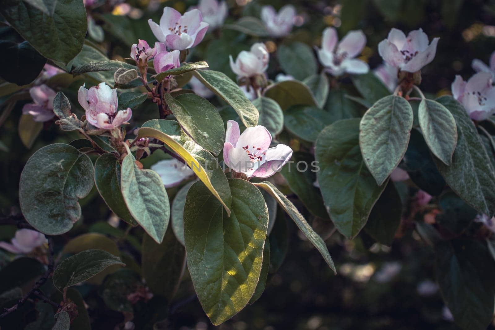 Close up apple blossom flower on tree concept photo. Photography with blurred background. by _Nataly_Nati_