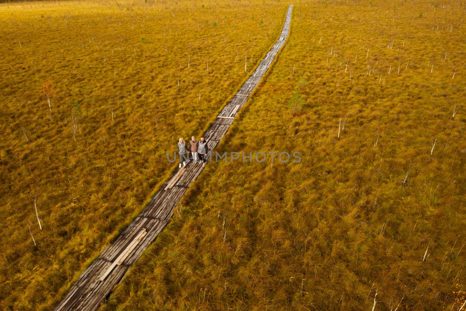 An aerial view of an autumn bog in Yelnya, Belarus, autumn. Tourists walking along the eco-trail.