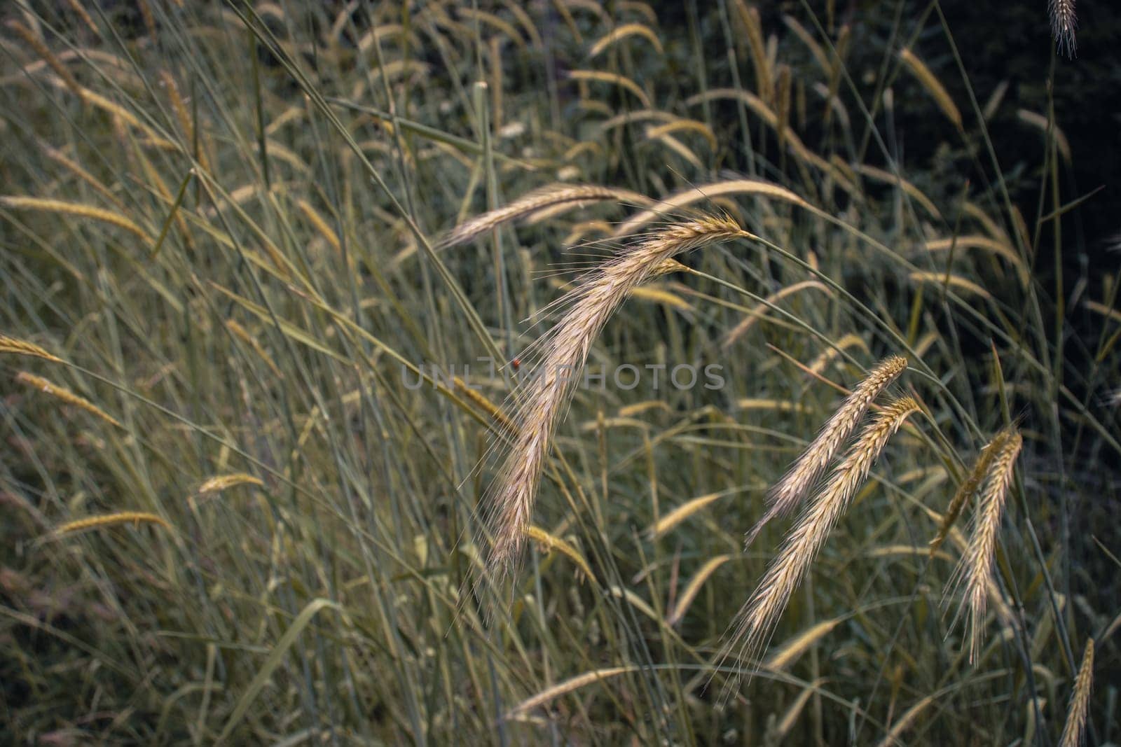 Wheat field - ears of golden wheat close-up photo. by _Nataly_Nati_