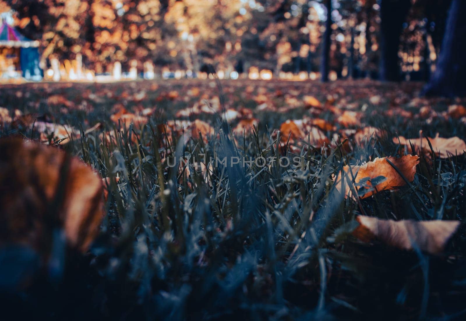 Close up fallen leaves on grass in park concept photo. Green grass and red leaves. Lawn - grass with leaves - autumn background. Beautiful nature scenery photography. High quality picture for wallpaper, travel blog.