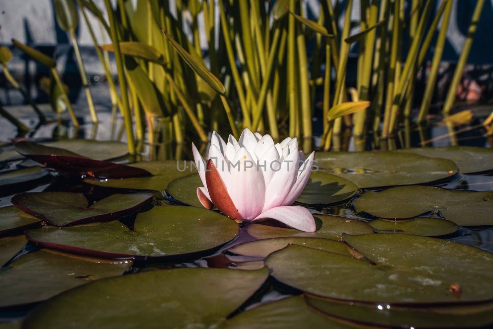 View of a garden pond with pink water lily flower and water lettuces. by _Nataly_Nati_