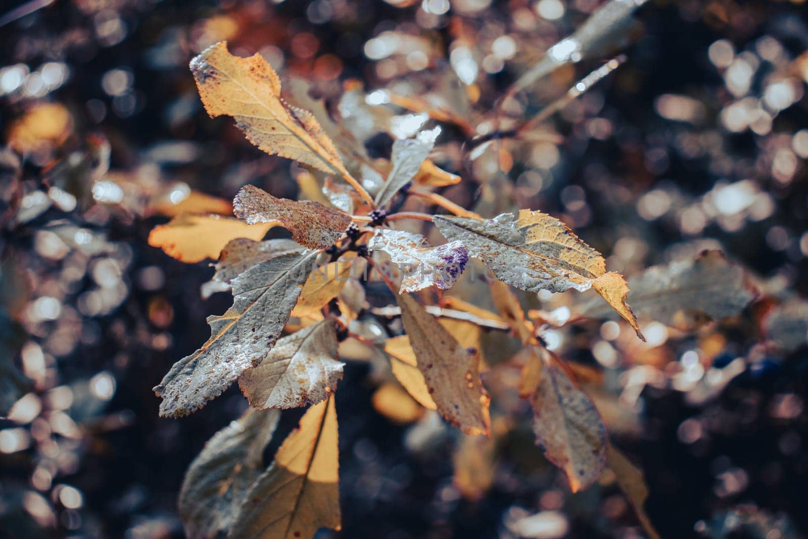 Close up autumn rainy bush in the garden concept photo by _Nataly_Nati_