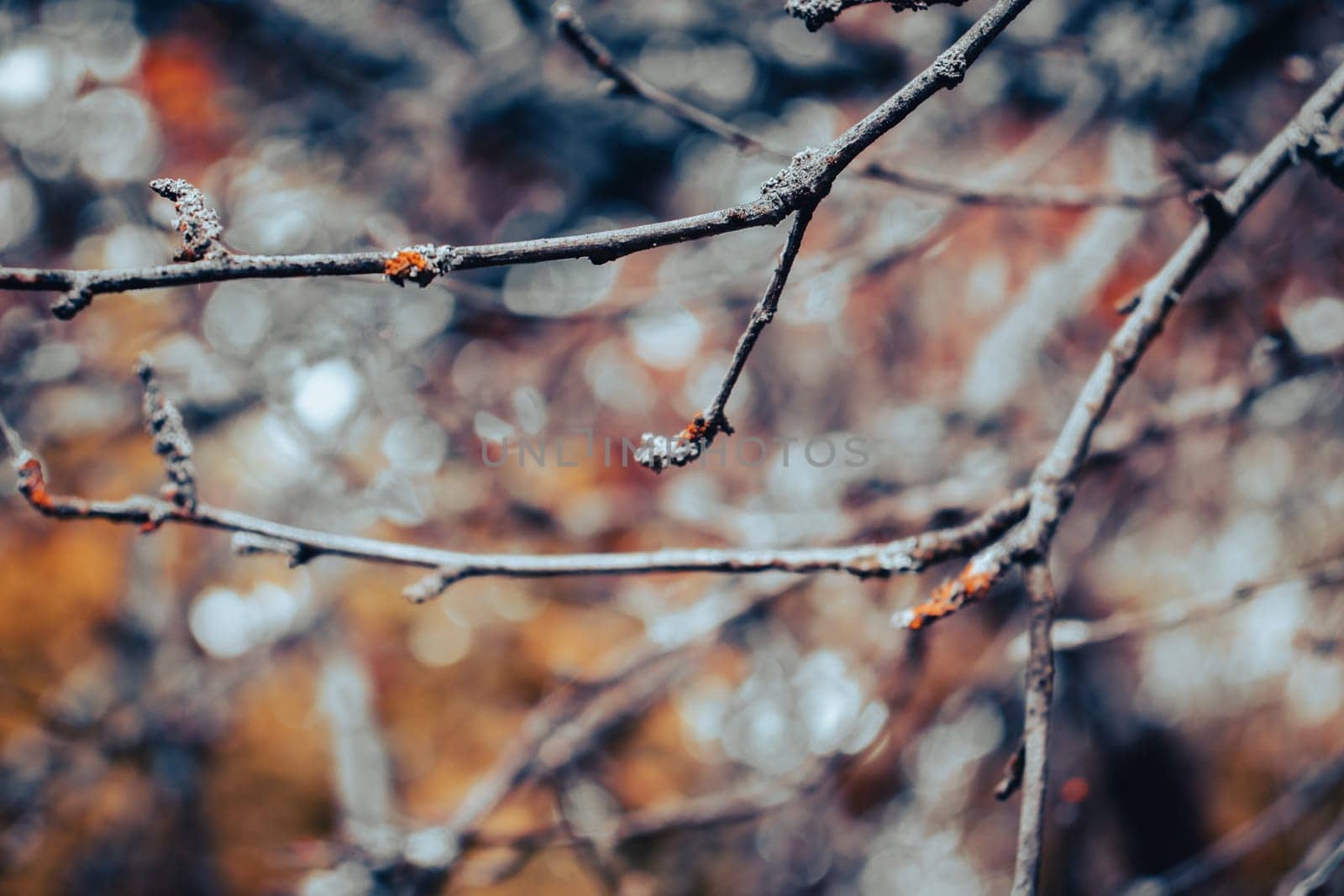 Close up dry branch and foliage in autumn concept photo. Front view photography with blurred background. High quality picture for wallpaper