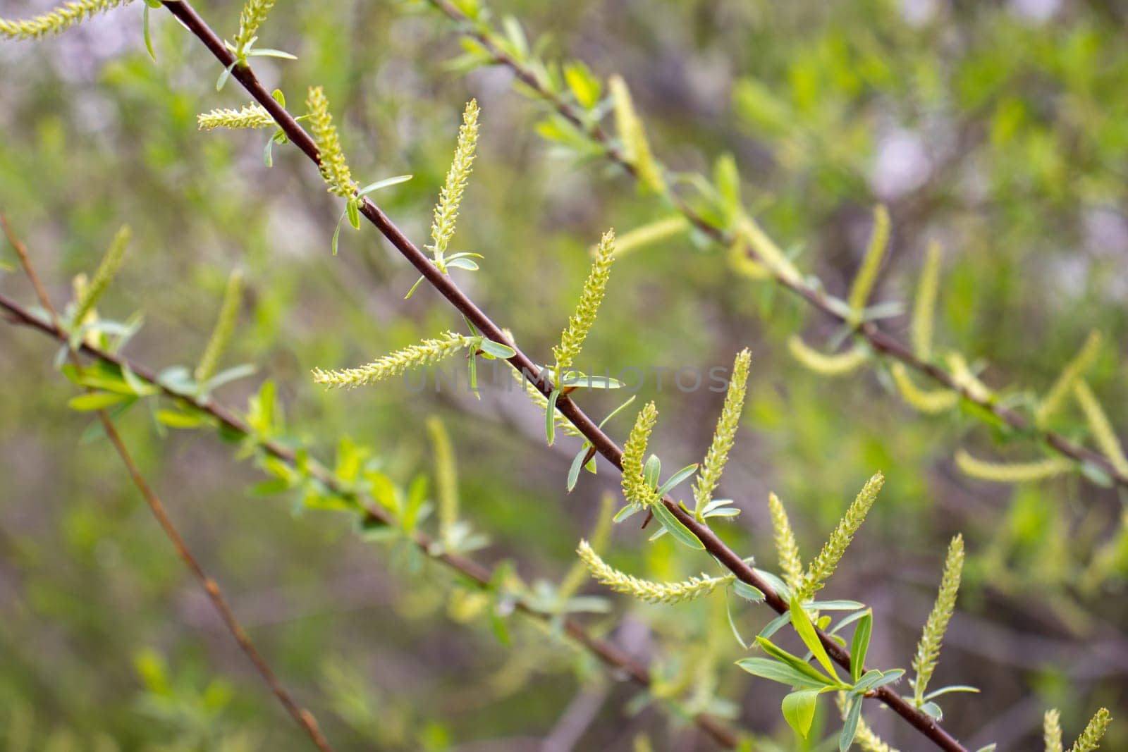 Close up green willow leaves concept photo. Young branches, stems in springtime. Front view photography by _Nataly_Nati_