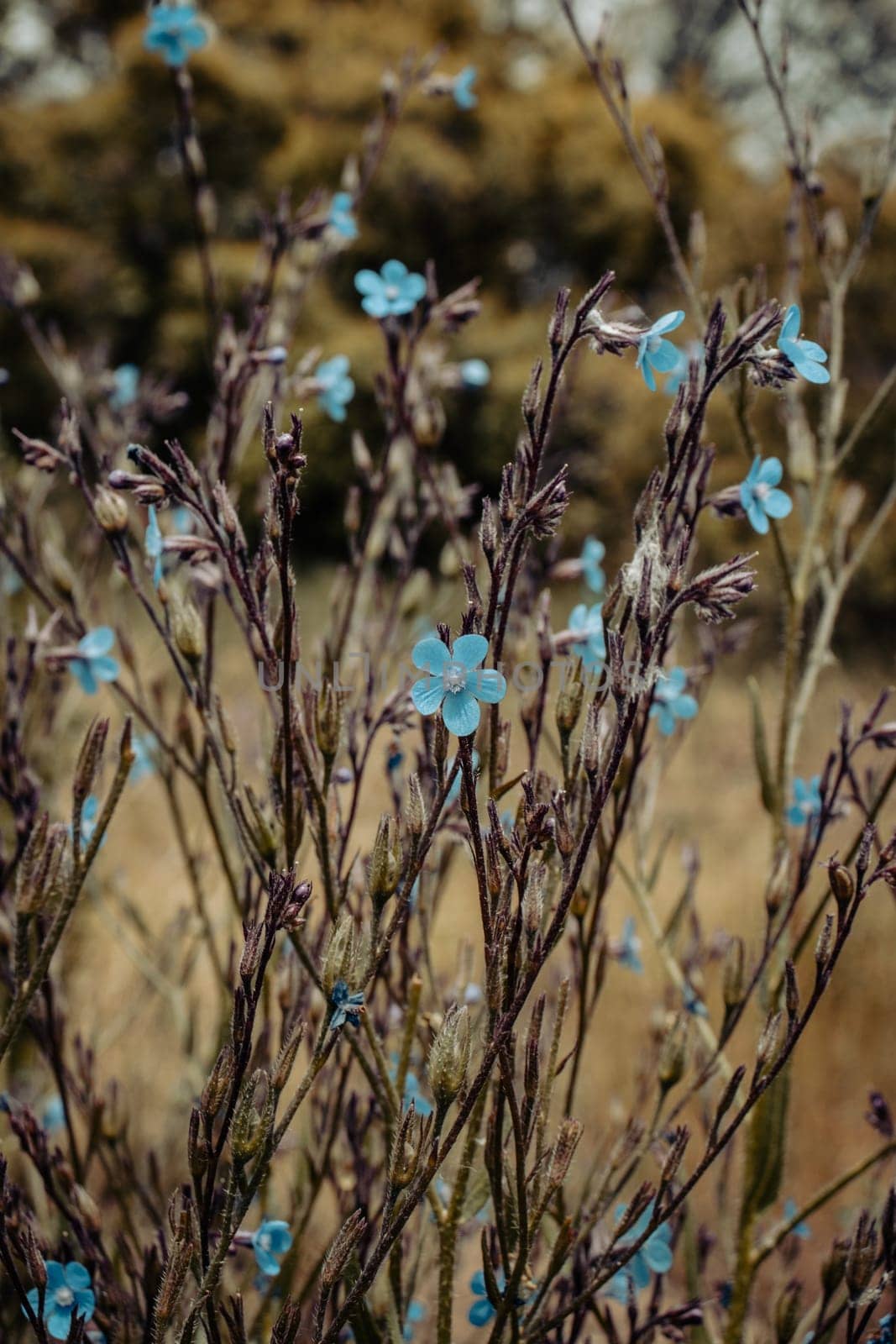 Small blue flax blossom flowers on wild field concept photo. Photography with blurred background. Countryside at spring season. High quality picture for wallpaper