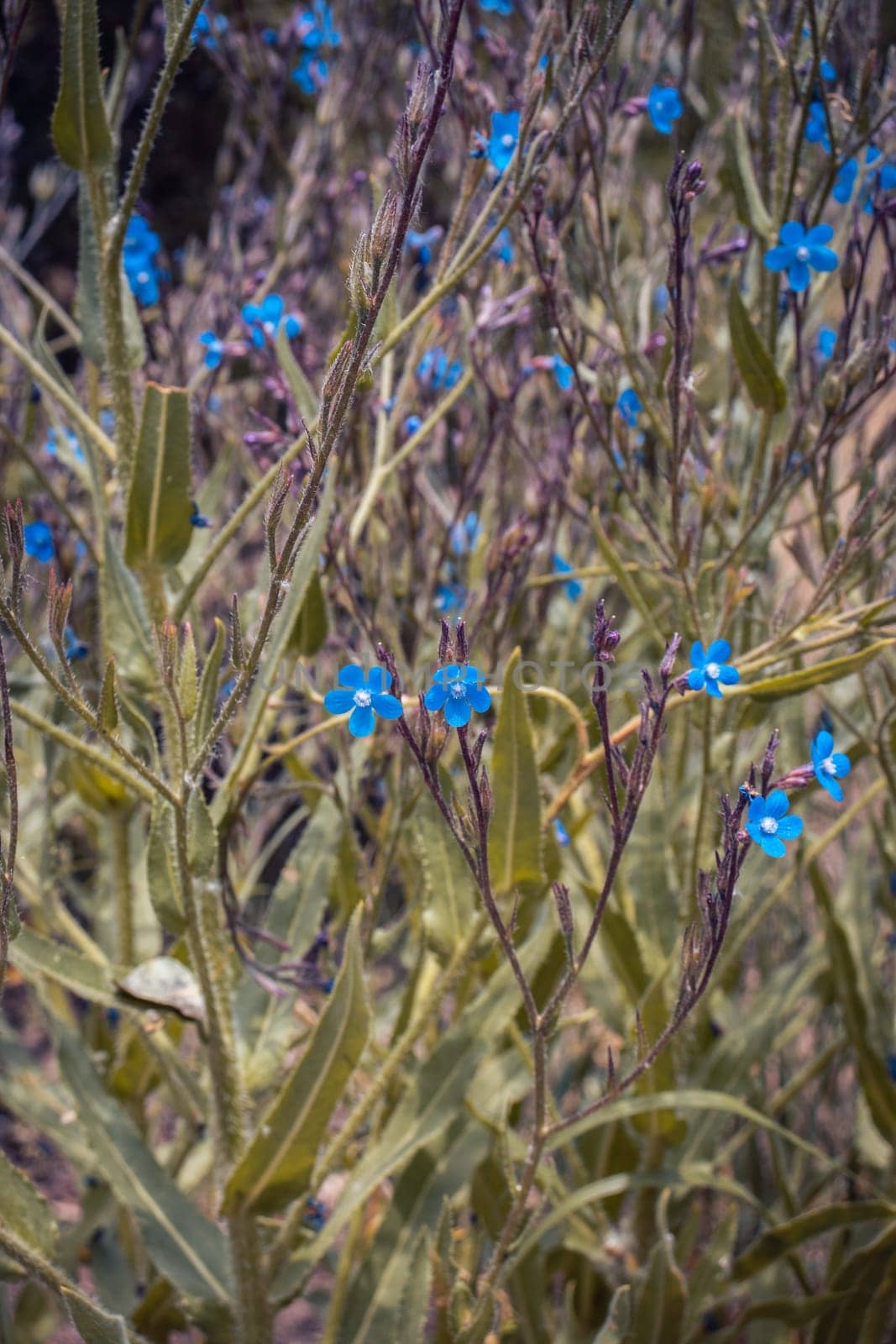 Small blue flax blossom flowers on wild field concept photo. by _Nataly_Nati_