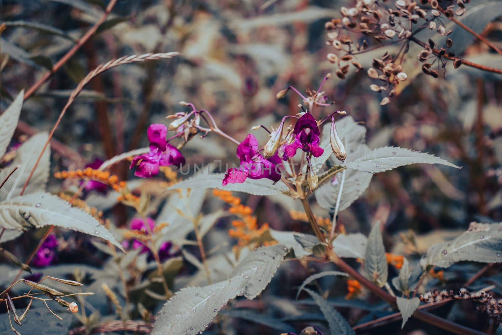 Close up pink meadow wildflowers concept photo. Garden blossom morning. Front view photography with blurred background. High quality picture for wallpaper