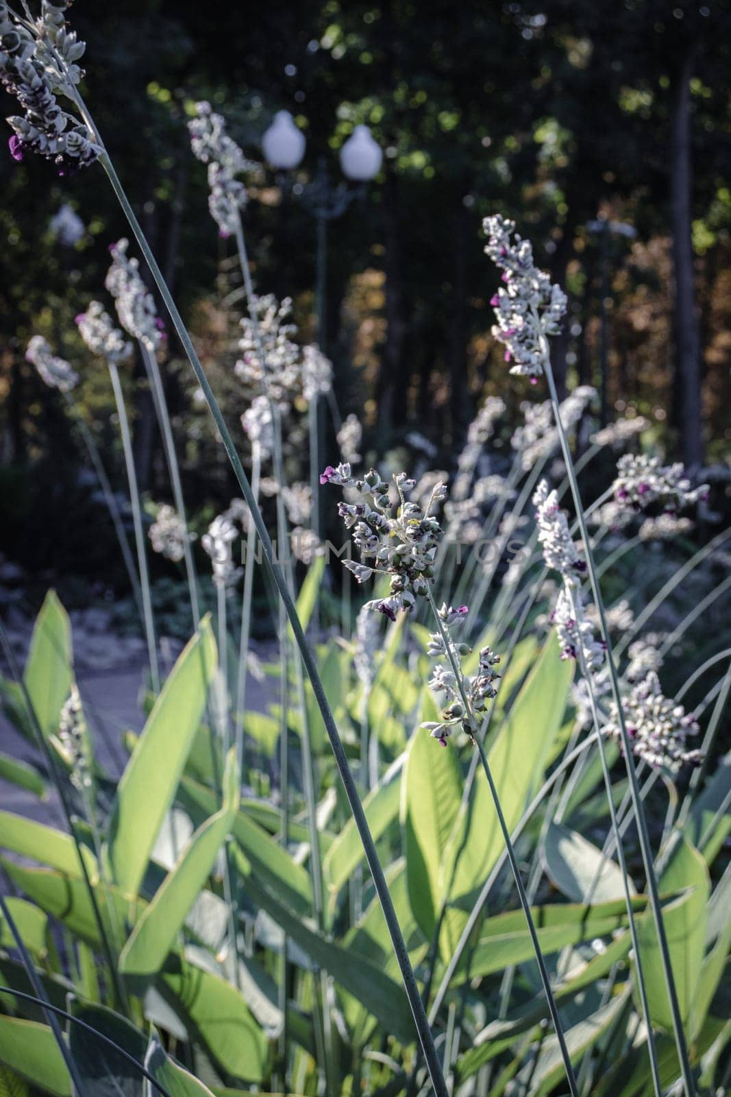 View of a garden pond filled with an aquatic plant with blue flowers concept photo by _Nataly_Nati_