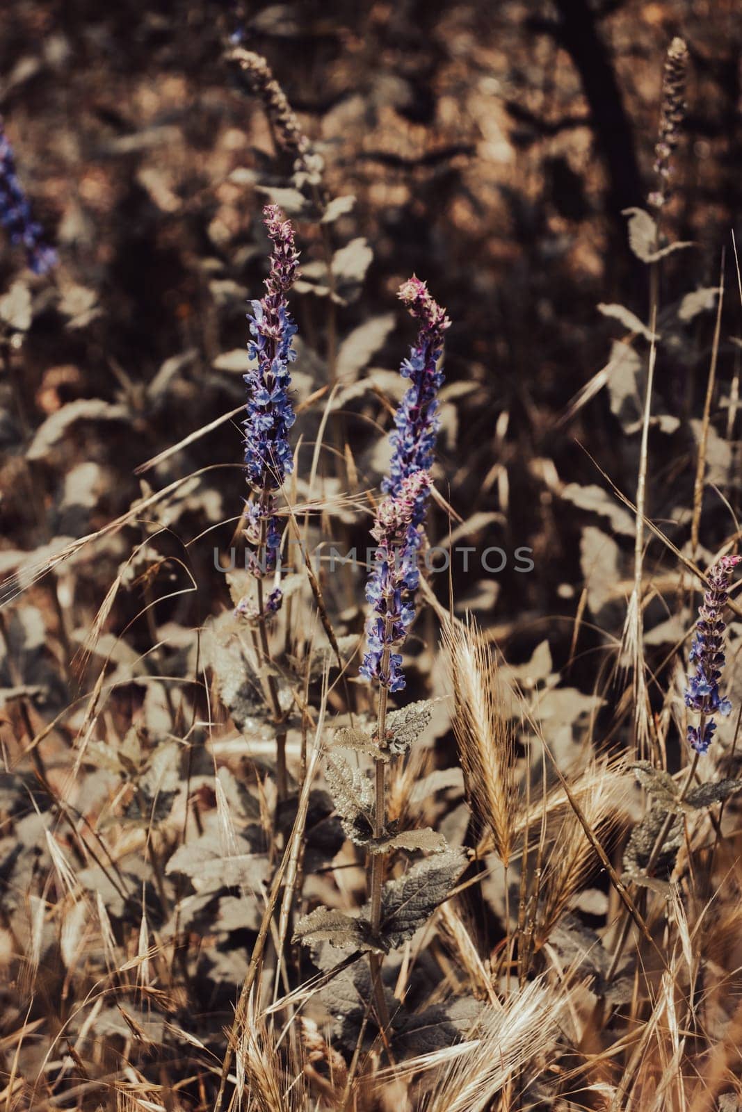 Small purple flowers on sunny day on blooming meadow concept photo. by _Nataly_Nati_