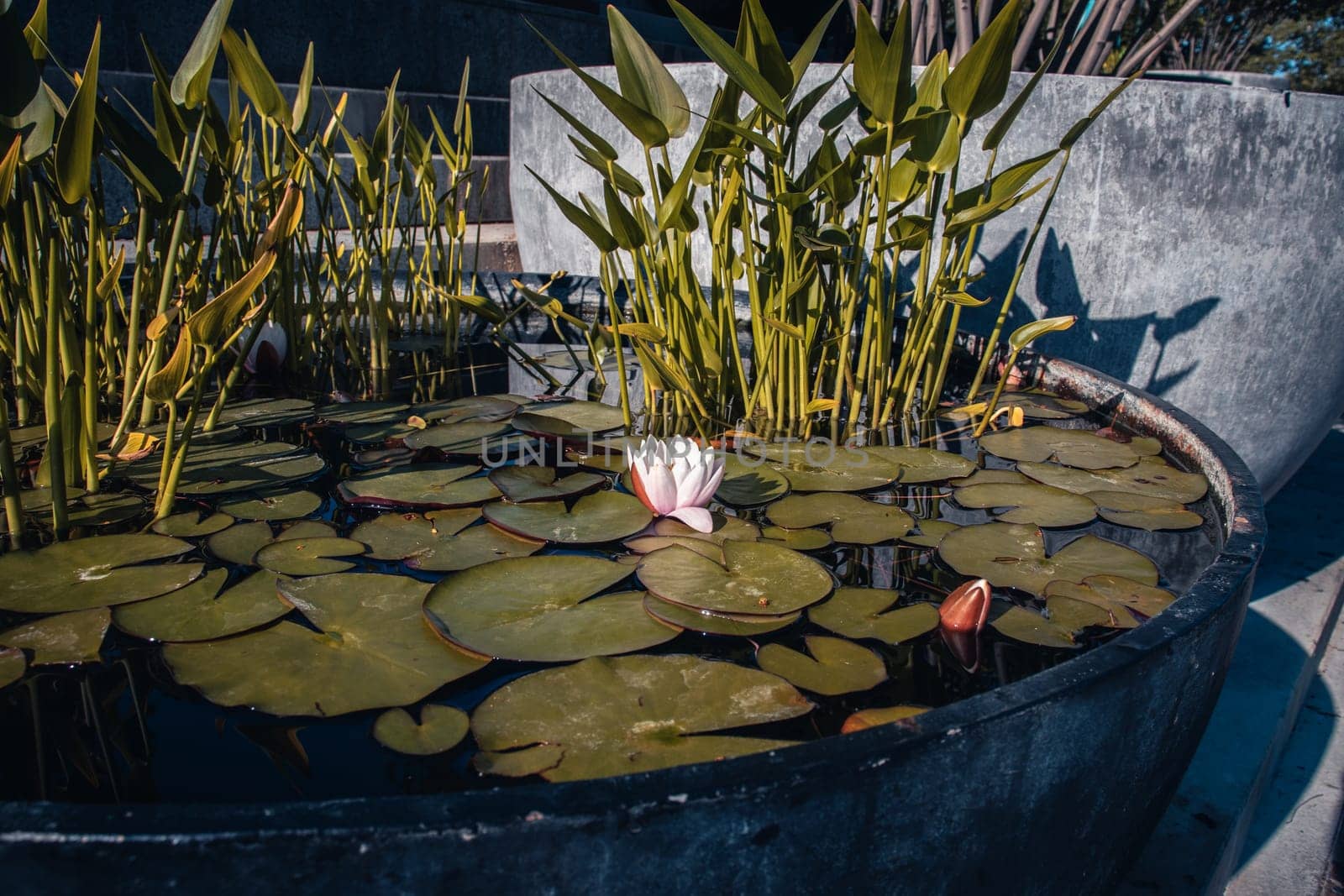 View of a garden pond filled with aquatic plants in a pot. Water lily flower by _Nataly_Nati_