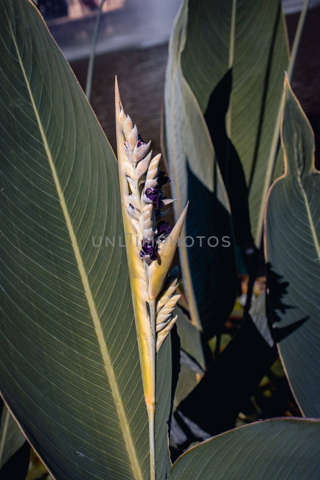 Close up aquatic plant with blue flowers concept photo. Pontederia cordata. by _Nataly_Nati_