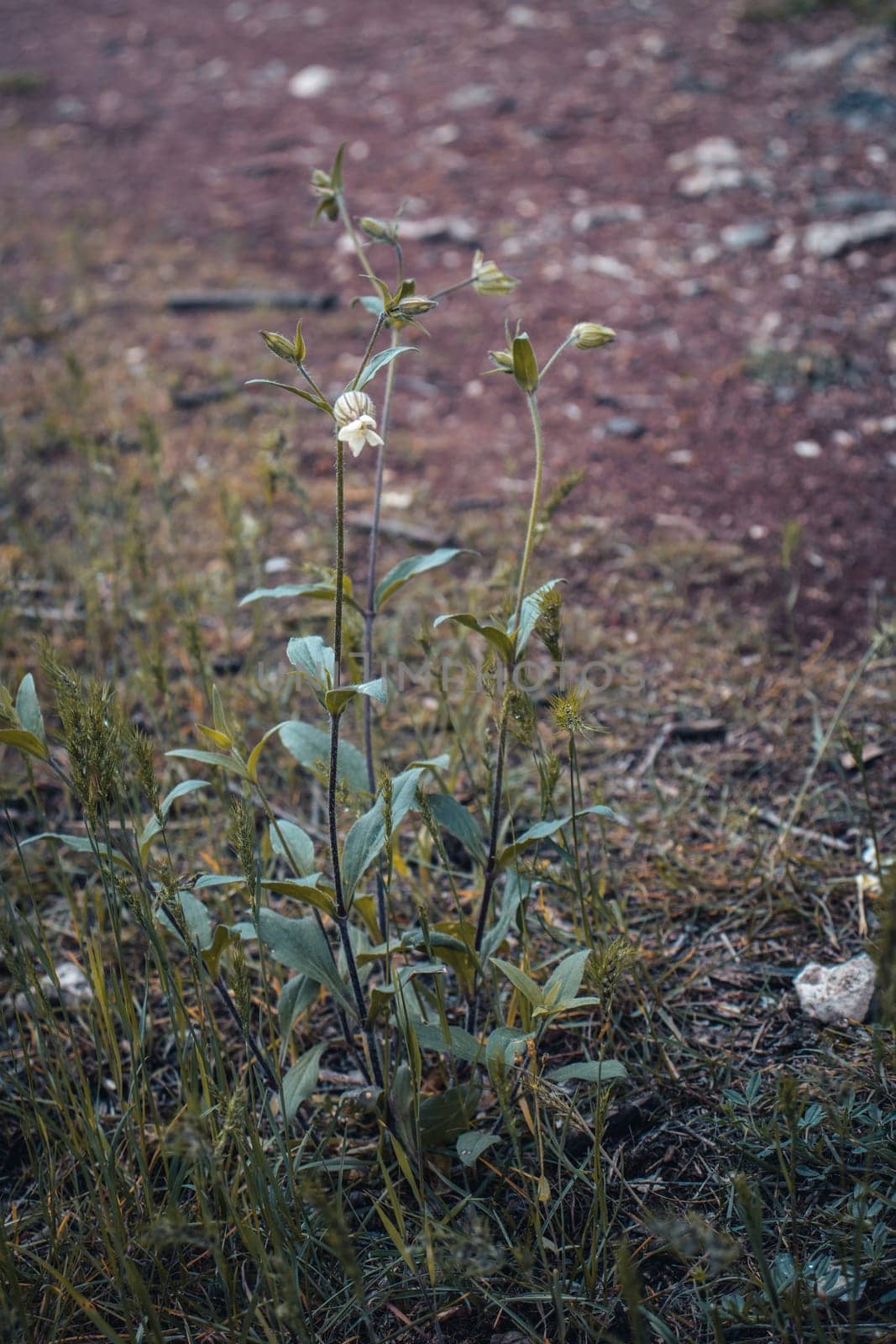 White wildflower in summer meadow concept photo. by _Nataly_Nati_