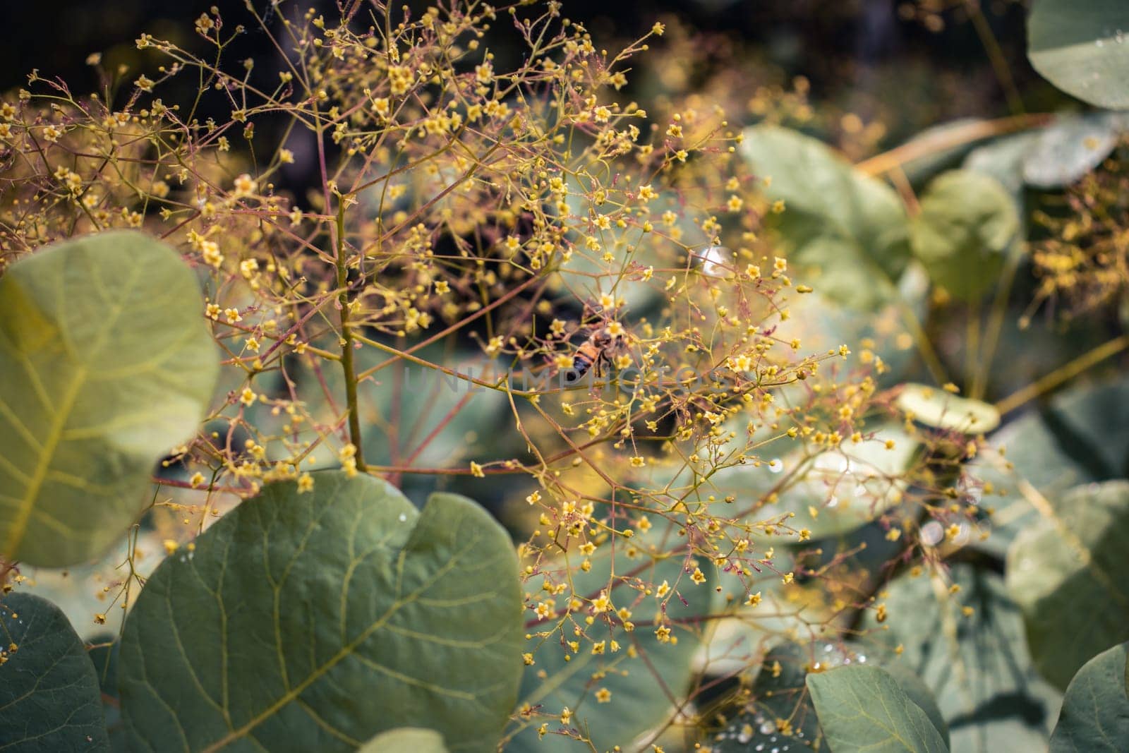 Close up bright blossom bush with raindrops concept photo. Royal purple smoke bush by _Nataly_Nati_