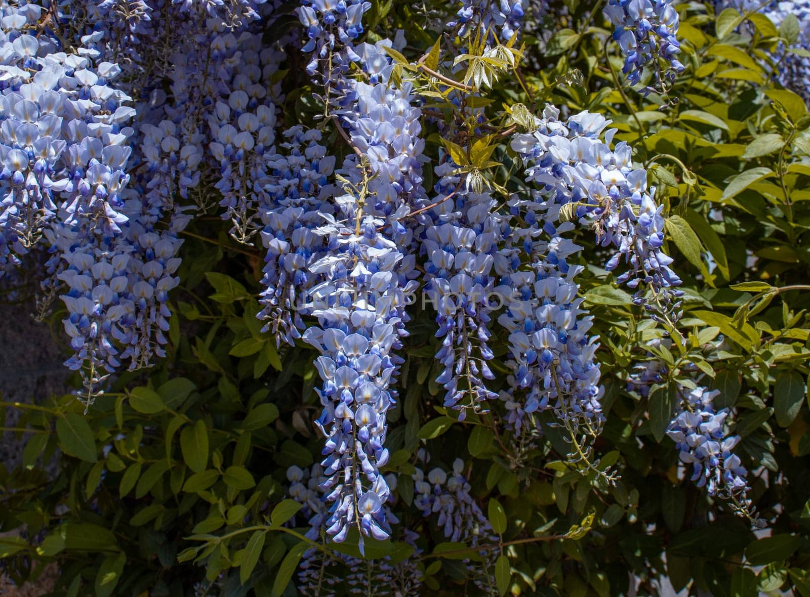 Close up pink spring flower wisteria under sunlight concept photo. Countryside at spring season. Spring garden blossom background