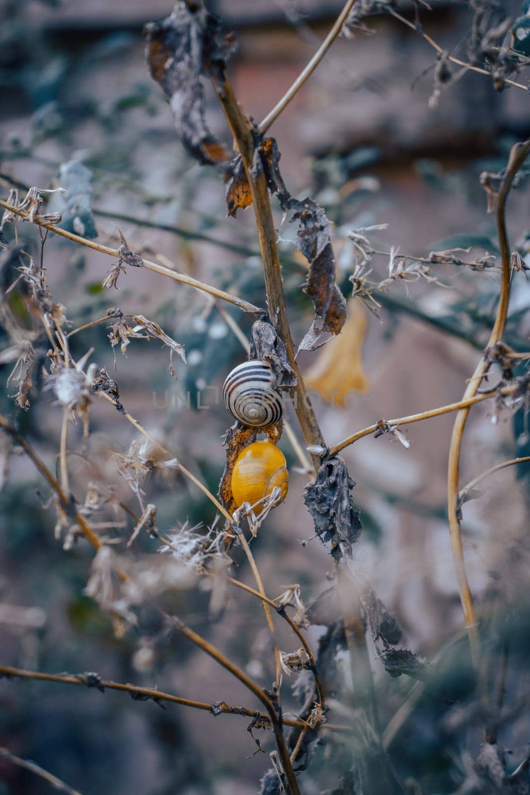 Close up of a garden snail on stem of plant concept photo. Autumn atmosphere image. by _Nataly_Nati_