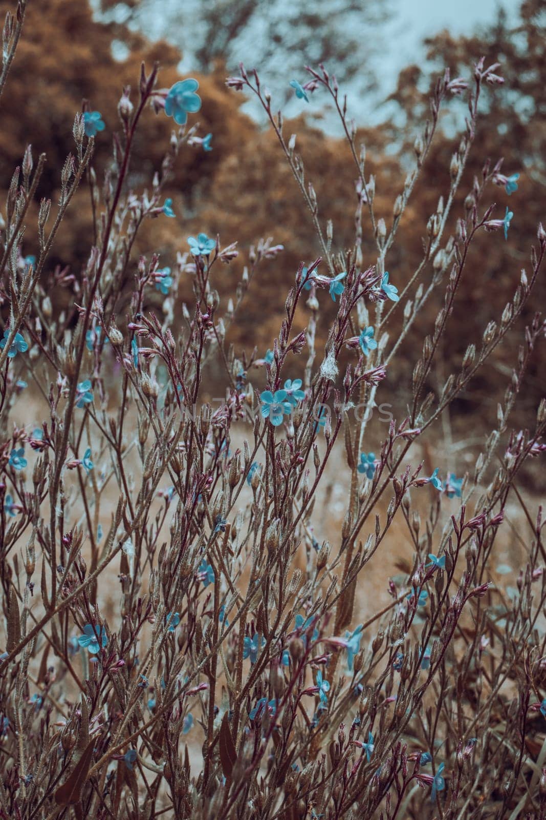 Small blue blossom flowers on wild field concept photo. by _Nataly_Nati_