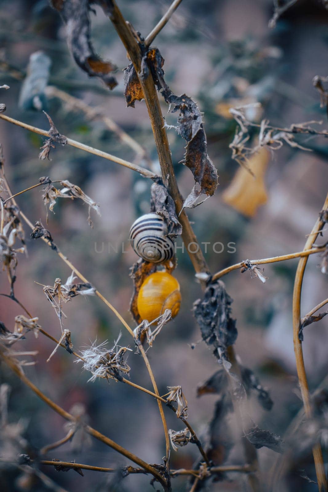 Close up of a garden snail on stem of plant concept photo. Helix pomatia. by _Nataly_Nati_