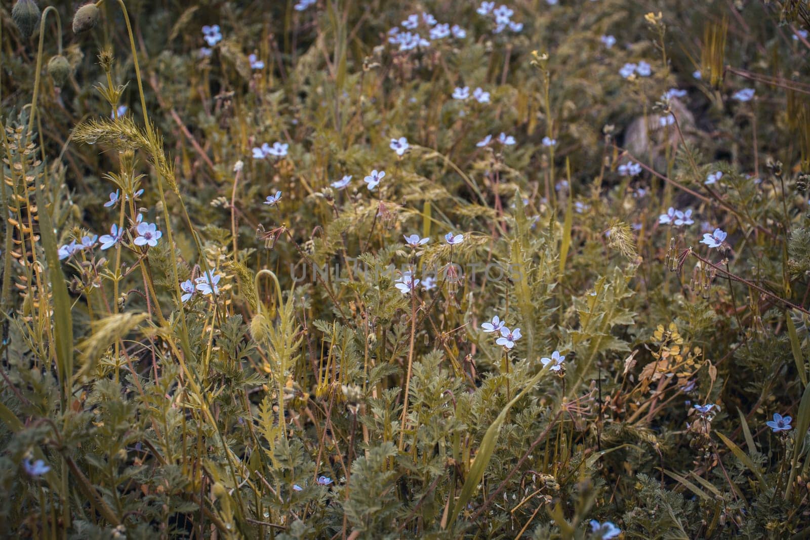 Beautiful colorful myosotis meadow of wild flowers in summer meadow concept photo. by _Nataly_Nati_