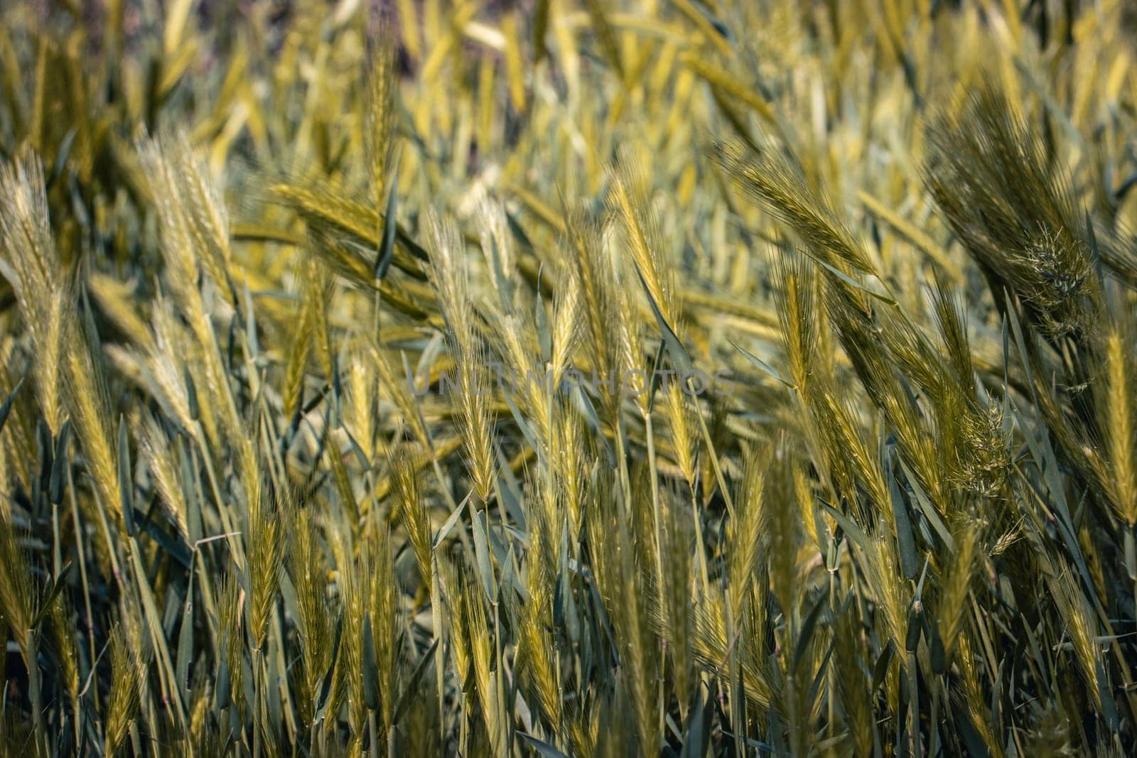 Wheat field - ears of golden wheat concept photo. by _Nataly_Nati_