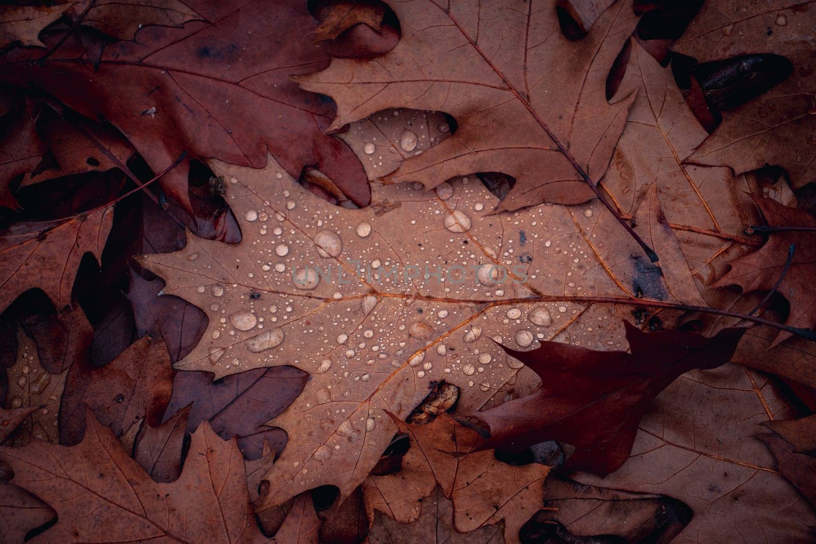 Wet oak leaves on the ground in rainy forest concept photo. Autumn atmosphere image. Beautiful nature scenery photography. High quality picture for wallpaper, travel blog.