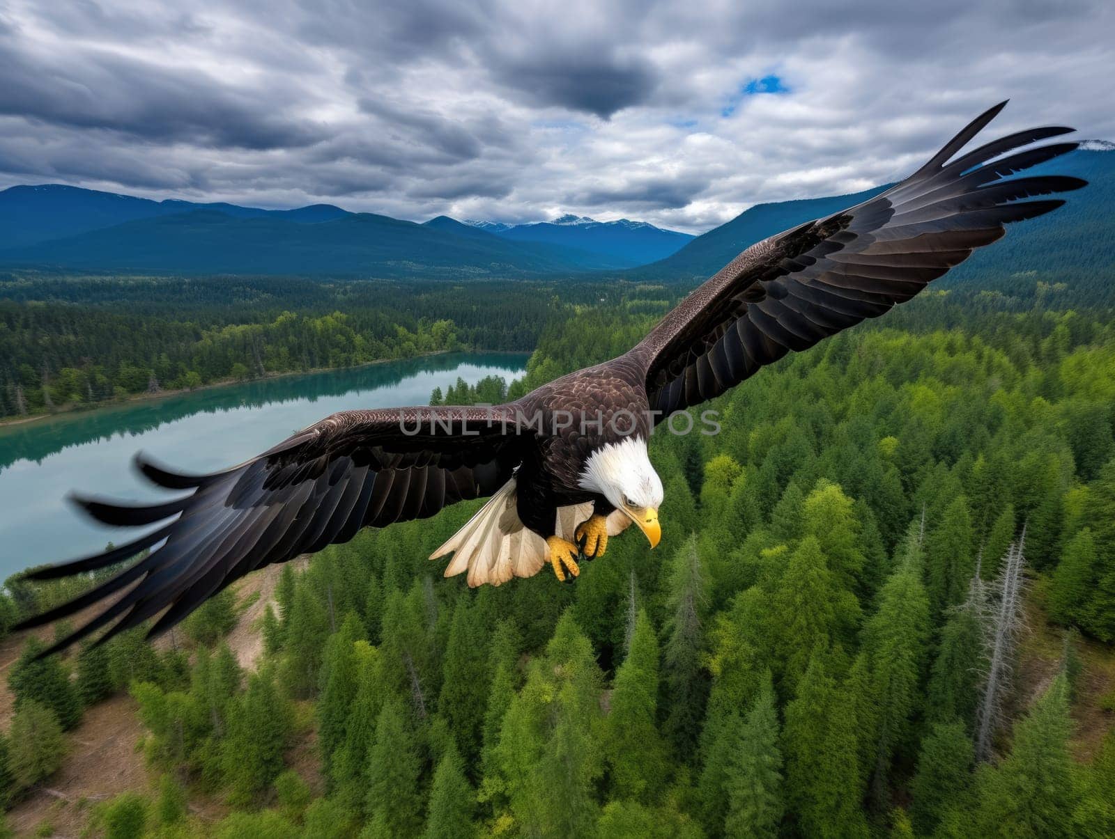 American Bald Eagle in natural habitat among cliffs, forests and rivers. Bald eagle is the national symbol of the United States.