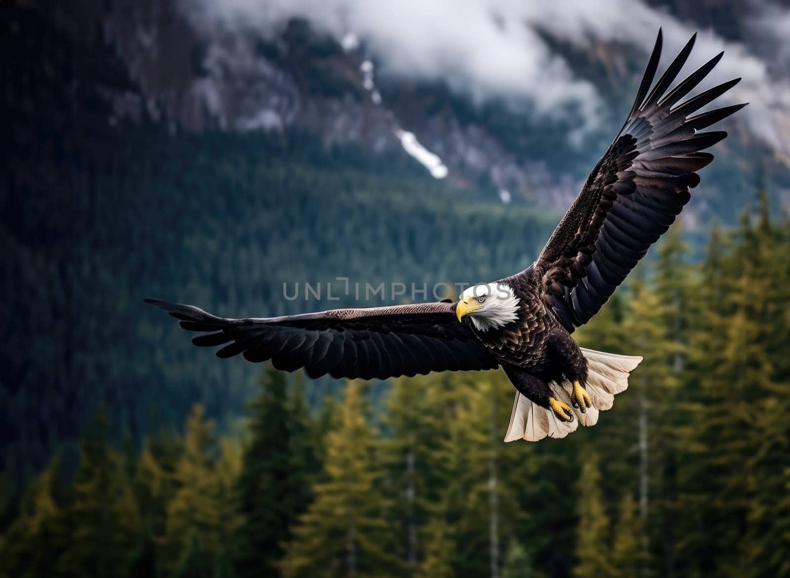 American Bald Eagle in natural habitat among cliffs, forests and rivers. Bald eagle is the national symbol of the United States.