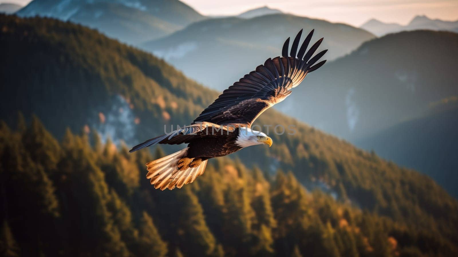 American Bald Eagle in natural habitat among cliffs, forests and rivers. Bald eagle is the national symbol of the United States.