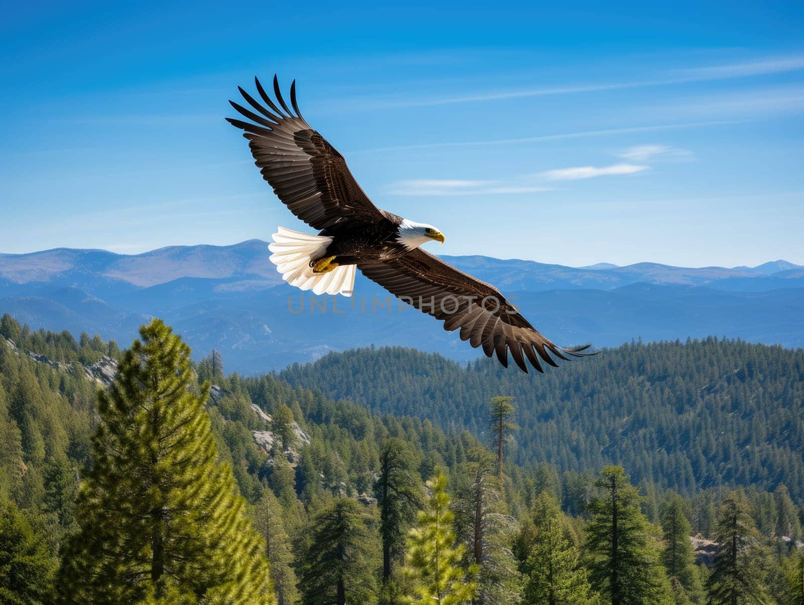 American Bald Eagle in natural habitat among cliffs, forests and rivers. Bald eagle is the national symbol of the United States.