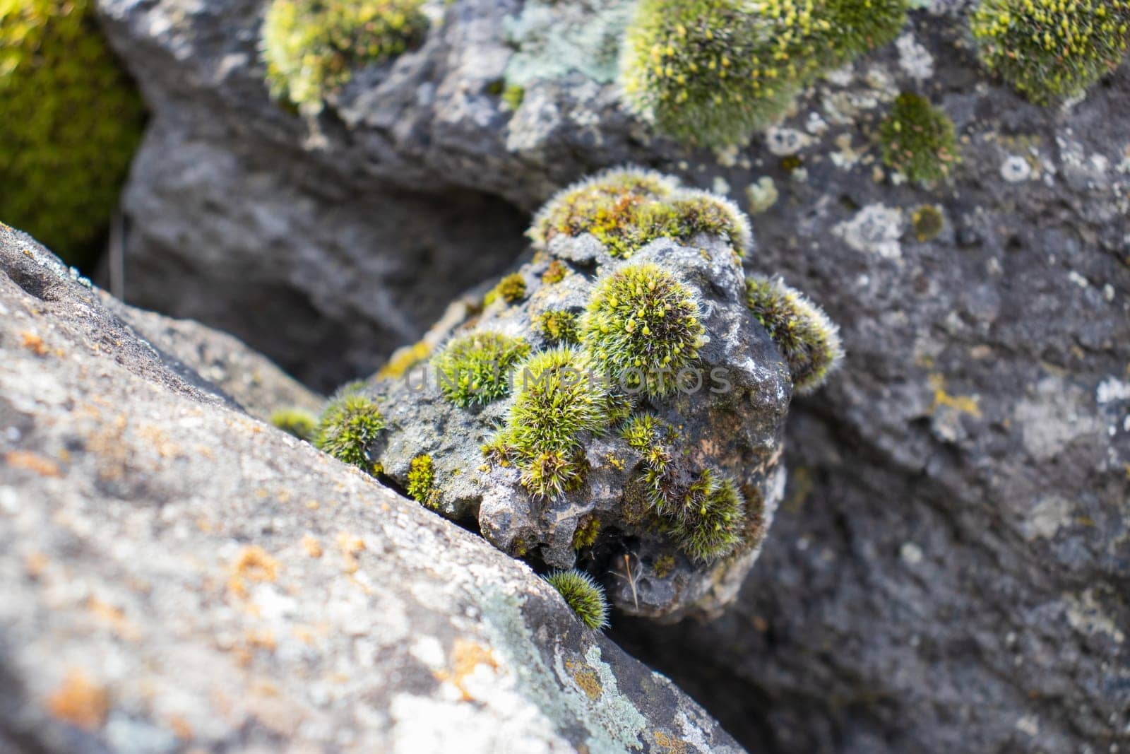 Close up moss grown up cover the rough stones in the forest. Show with macro view. Rocks full of the moss by _Nataly_Nati_