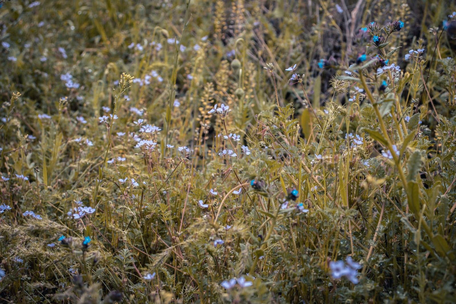 Blooming forget-me-nots wildflowers in summer meadow concept photo. by _Nataly_Nati_