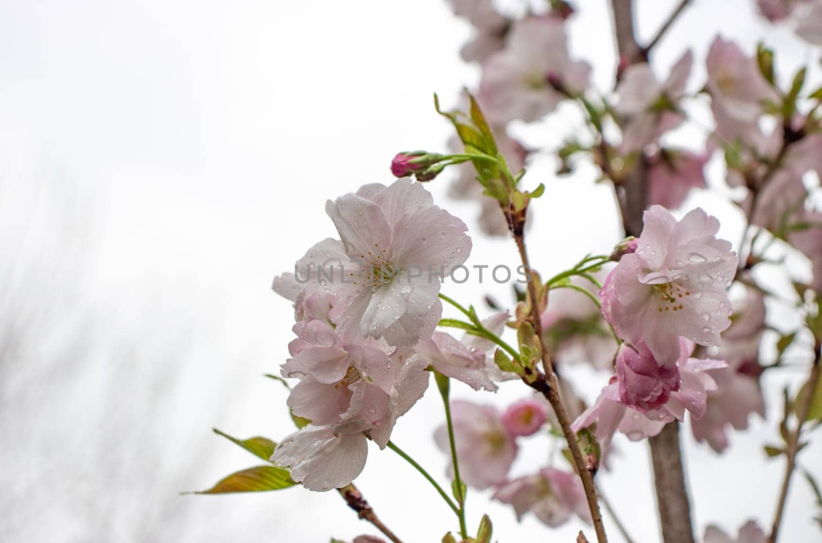 Close up pink sakura flower with rain drops concept photo. Photography with blurred background. Countryside at spring season. Spring garden blossom background