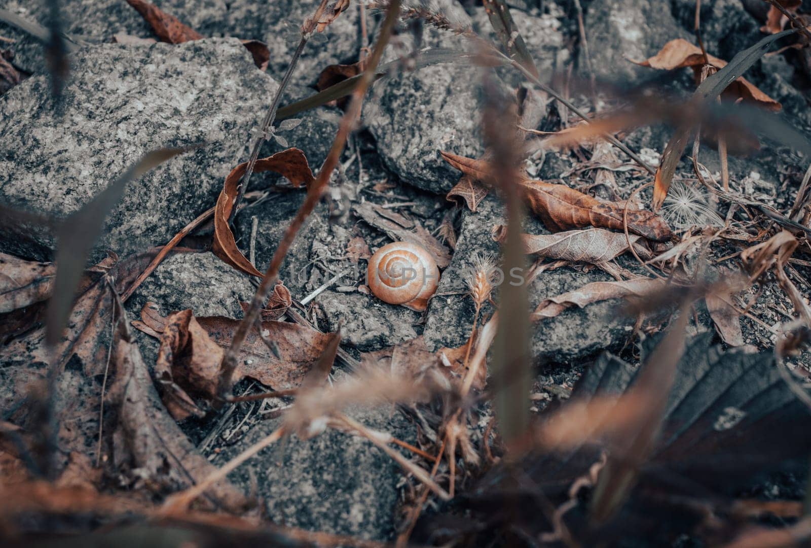Close up of a garden snail sleeping on stone concept photo. Helix pomatia. Autumn atmosphere image. Beautiful nature scenery photography. High quality picture for wallpaper, travel blog.