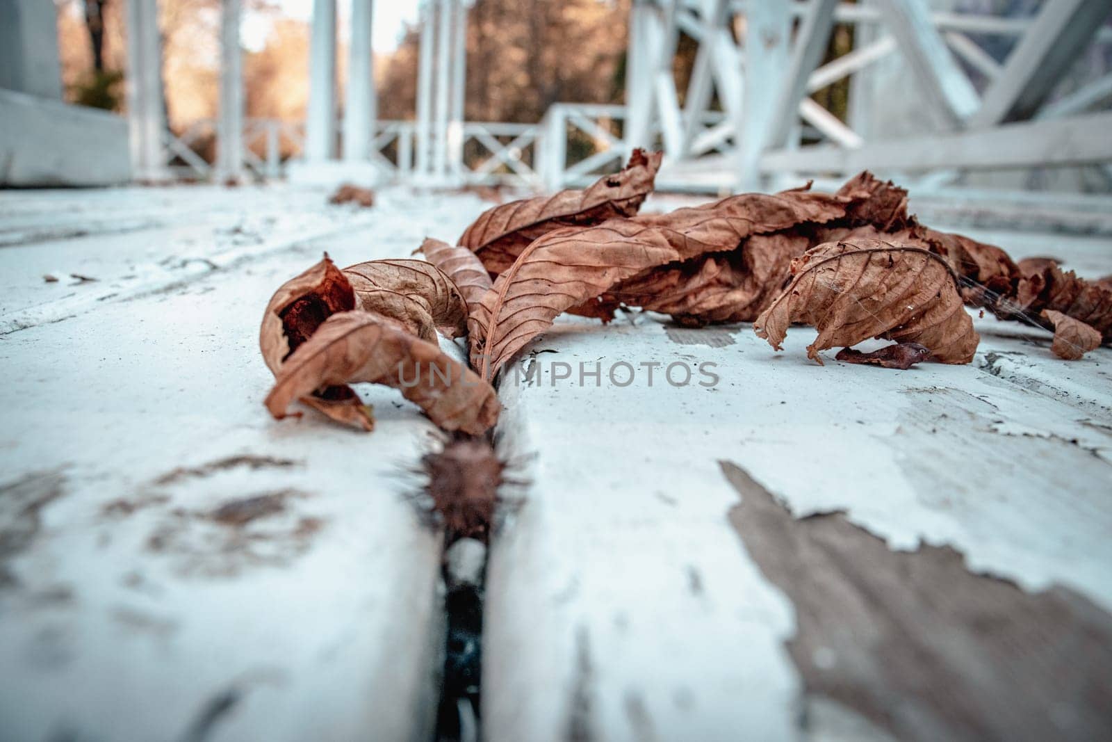 Close up vintage old white wooden textured floor concept photo. View of the white gazebo in the garden in autumn. Parkland of European town. High quality altanka picture for wallpaper