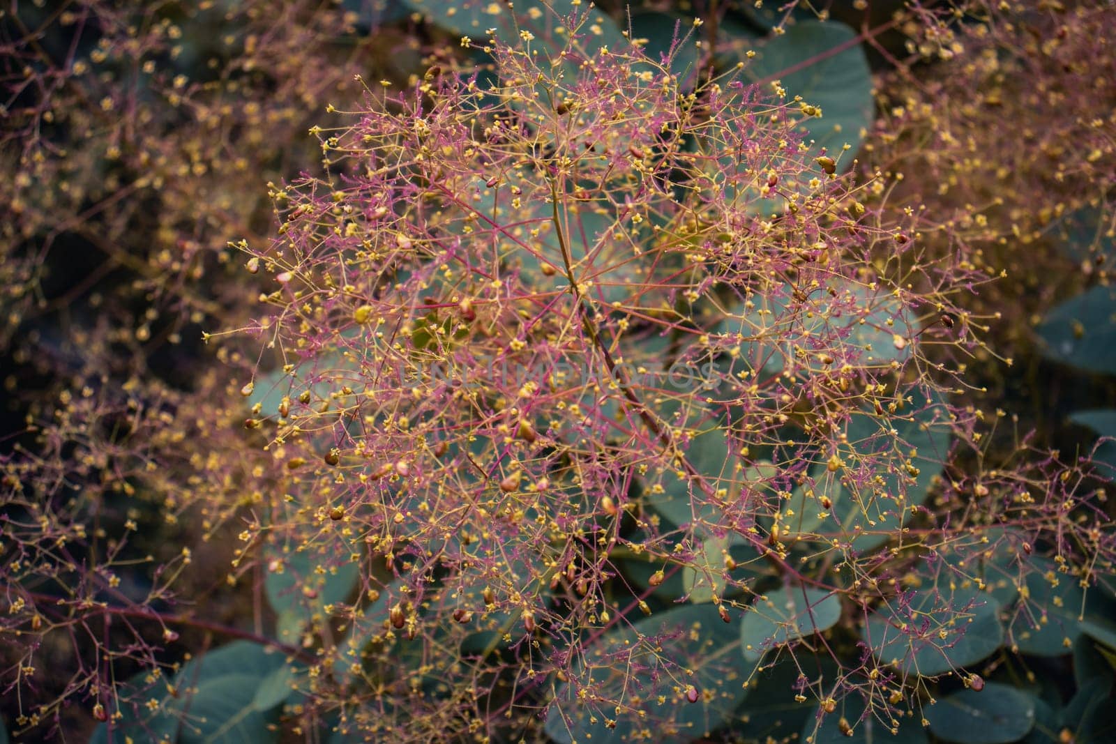 Smoke bush - Cotinus coggygria blossom shrub concept photo. by _Nataly_Nati_
