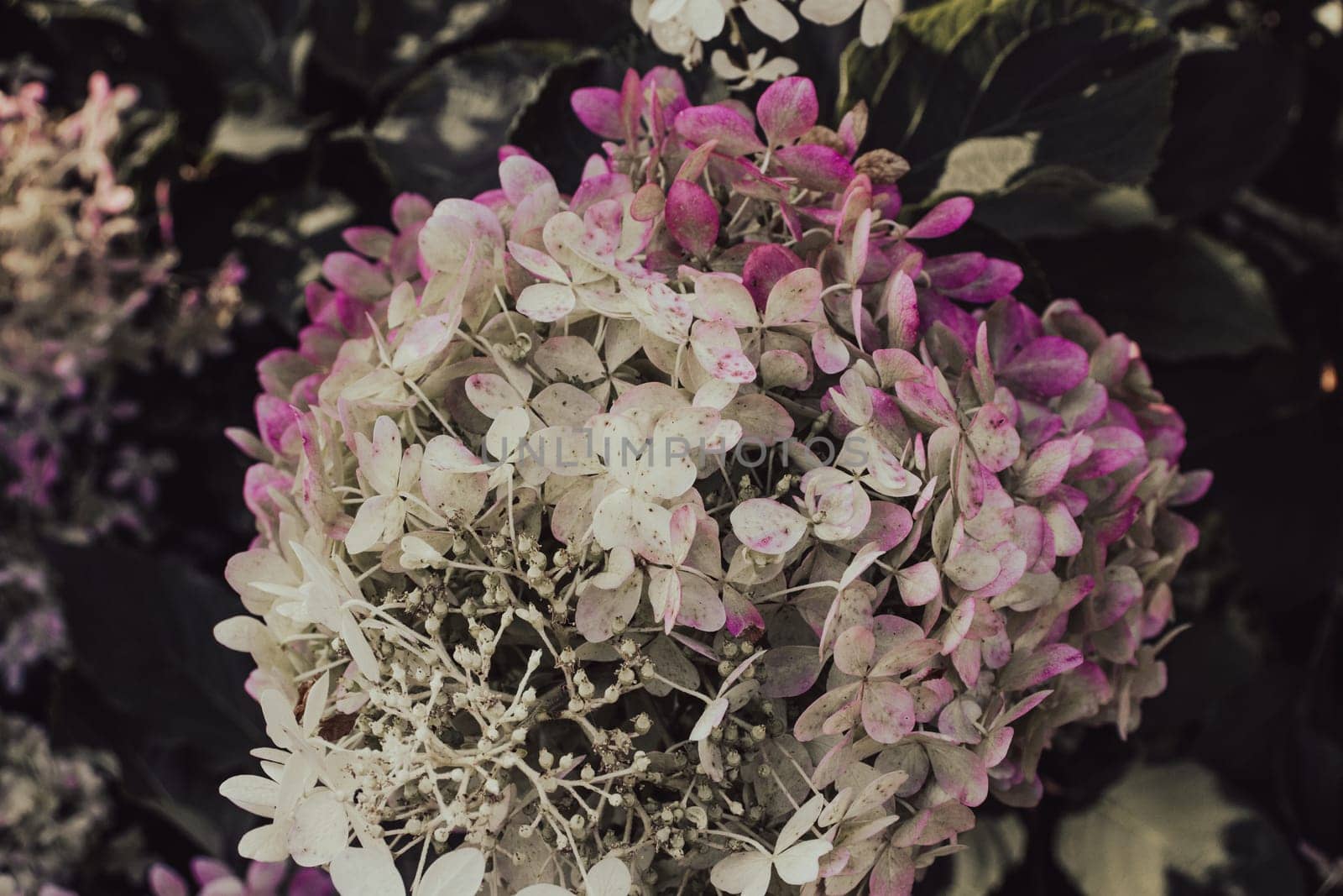 Close up beautiful pink hydrangea inflorescences on the bush concept photo. The flowering of a hydrangea bush. Summer bright flower. High quality picture for wallpaper