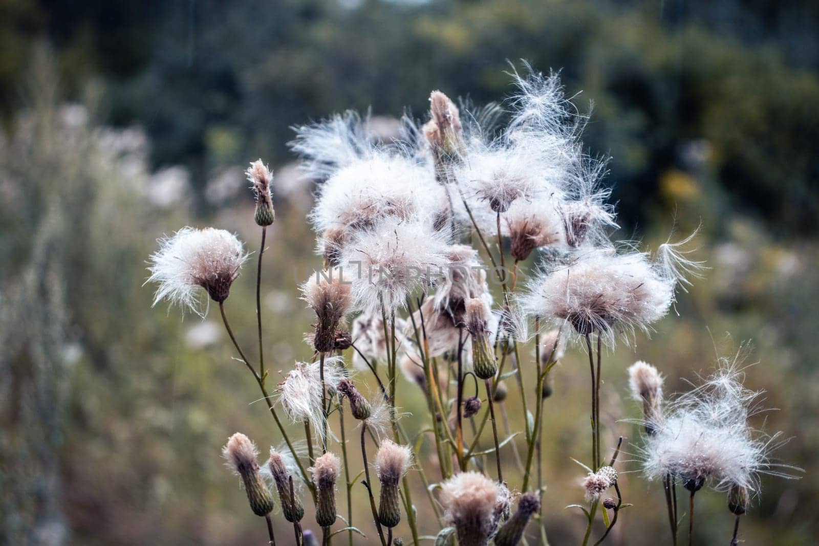 Close up meadow wool flowers under rain concept photo by _Nataly_Nati_