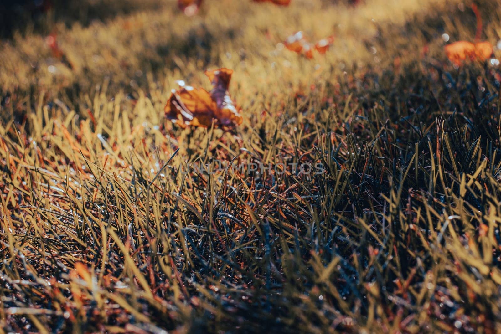 Close up fallen yellow leaves on grass in park concept photo. Green grass and fallen leaves. Lawn - grass with leaves - autumn background. Beautiful nature scenery photography. High quality picture for wallpaper, travel blog.