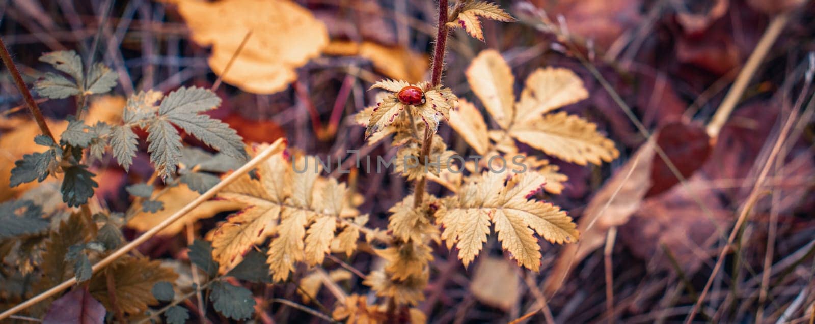 Autumn branch with ladybug close up concept photo. Autumnal bright foliage on ground. October landscape. November nature. Fallen foliage. Autumn park.