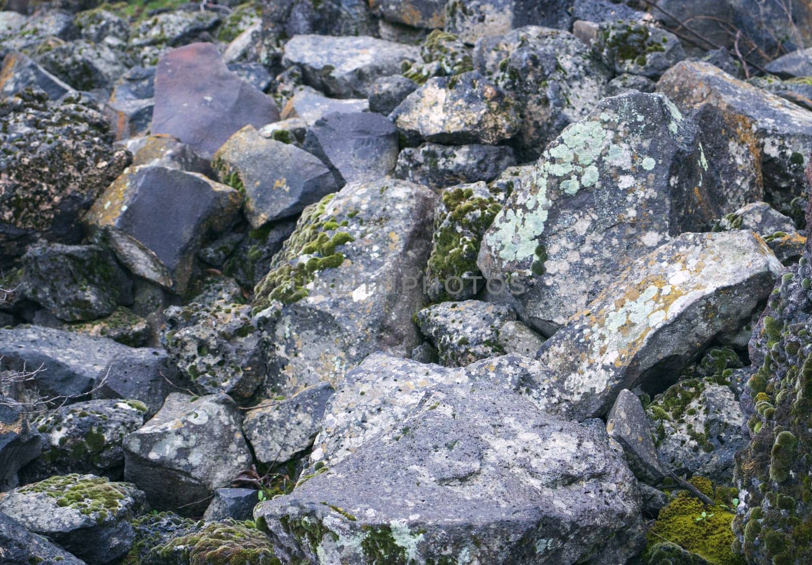 Close up moss grown up cover the rough stones and on the floor in the forest. Show with macro view. Rocks full of the moss texture in nature for wallpaper.